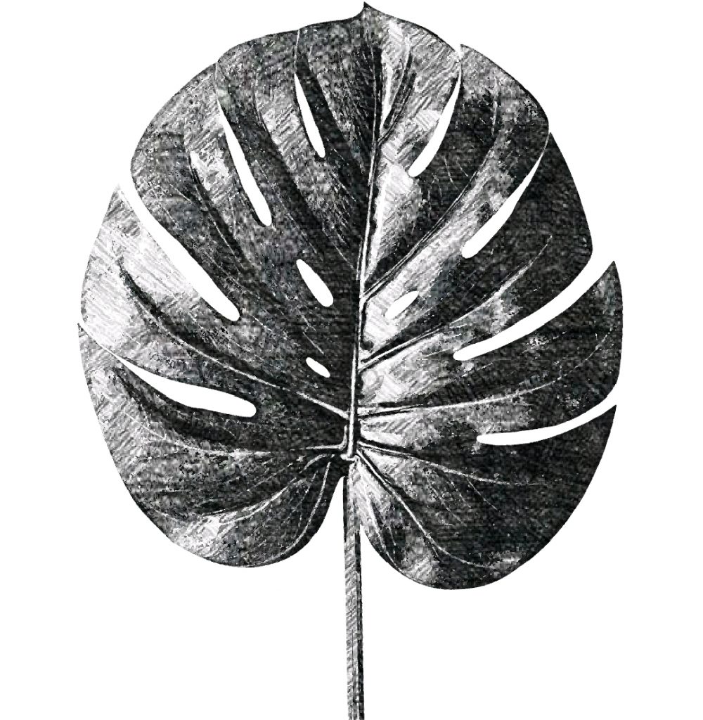 Leaf 1